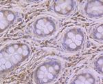 PUM1 Antibody in Immunohistochemistry (Paraffin) (IHC (P))