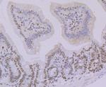 OCT1 (POU2F1) Antibody in Immunohistochemistry (Paraffin) (IHC (P))