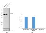 c-Raf Antibody in Western Blot (WB)