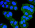 c-Raf Antibody in Immunocytochemistry (ICC/IF)