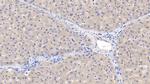 ACVR2A Antibody in Immunohistochemistry (Paraffin) (IHC (P))