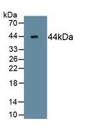 ACVR2A Antibody in Western Blot (WB)