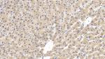 GPT Antibody in Immunohistochemistry (Paraffin) (IHC (P))