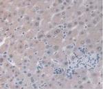 ORM1 Antibody in Immunohistochemistry (Paraffin) (IHC (P))