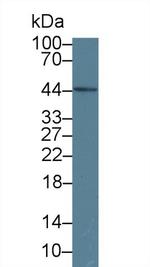 ORM1 Antibody in Western Blot (WB)