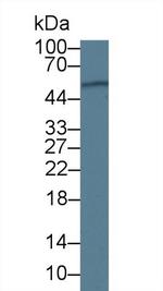 ORM1 Antibody in Western Blot (WB)