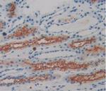 Amphiregulin Antibody in Immunohistochemistry (Paraffin) (IHC (P))