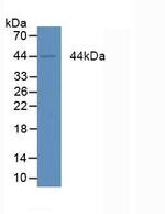 Amphiregulin Antibody in Western Blot (WB)