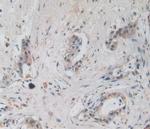 Amphiregulin Antibody in Immunohistochemistry (Paraffin) (IHC (P))