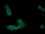 Annexin A1 Antibody in Immunocytochemistry (ICC/IF)