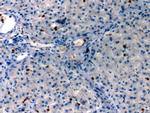 Annexin A1 Antibody in Immunohistochemistry (Paraffin) (IHC (P))