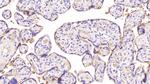 Annexin V Antibody in Immunohistochemistry (Paraffin) (IHC (P))