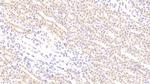 BMP3 Antibody in Immunohistochemistry (Paraffin) (IHC (P))