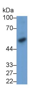 BMP3 Antibody in Western Blot (WB)