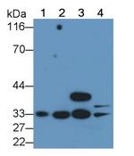 Caspase 6 Antibody in Western Blot (WB)