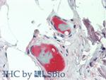 Ceruloplasmin Antibody in Immunohistochemistry (Paraffin) (IHC (P))
