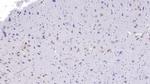 Uteroglobin Antibody in Immunohistochemistry (Paraffin) (IHC (P))