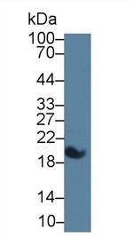 Uteroglobin Antibody in Western Blot (WB)