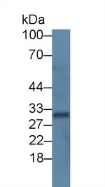 Uteroglobin Antibody in Western Blot (WB)