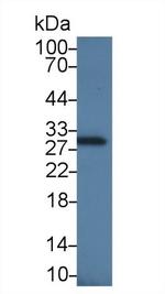 Apolipoprotein J Antibody in Western Blot (WB)