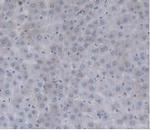 Prothrombin Antibody in Immunohistochemistry (Paraffin) (IHC (P))