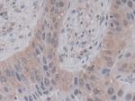 Cyclophilin A Antibody in Immunohistochemistry (Paraffin) (IHC (P))