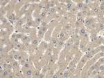 Cystatin C Antibody in Immunohistochemistry (Paraffin) (IHC (P))