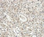 Cystatin C Antibody in Immunohistochemistry (Paraffin) (IHC (P))