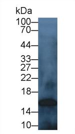 Cystatin C Antibody in Western Blot (WB)