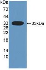 DKK1 Antibody in Western Blot (WB)