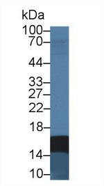 FABP2 Antibody in Western Blot (WB)