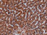 alpha Galactosidase Antibody in Immunohistochemistry (Paraffin) (IHC (P))