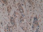 alpha Galactosidase Antibody in Immunohistochemistry (Paraffin) (IHC (P))