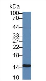 Galectin 2 Antibody in Western Blot (WB)