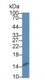 Galectin 2 Antibody in Western Blot (WB)