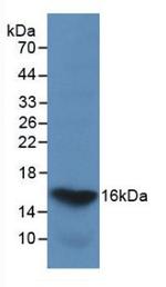 Galectin 2 Antibody in Western Blot (WB)