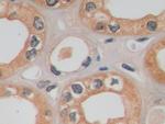 GLUT1 Antibody in Immunohistochemistry (Paraffin) (IHC (P))