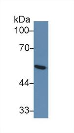 GLUT1 Antibody in Western Blot (WB)