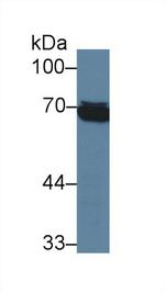 HSPA1L Antibody in Western Blot (WB)