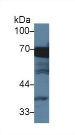 HSPA1L Antibody in Western Blot (WB)