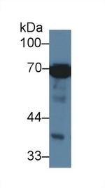 HSPA1L Antibody in Western Blot (WB)