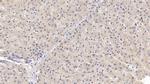 SHH Antibody in Immunohistochemistry (Paraffin) (IHC (P))