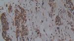 HFE2 Antibody in Immunohistochemistry (Paraffin) (IHC (P))