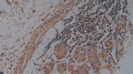 HFE2 Antibody in Immunohistochemistry (Paraffin) (IHC (P))