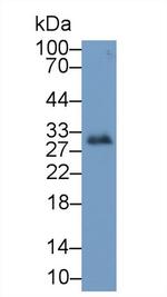 IGFBP-1 Antibody in Western Blot (WB)