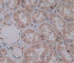 IL-1 alpha Antibody in Immunohistochemistry (Paraffin) (IHC (P))