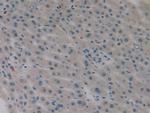 IL-1 alpha Antibody in Immunohistochemistry (Paraffin) (IHC (P))