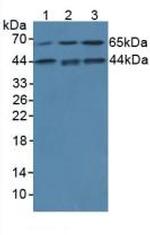 IL-1 alpha Antibody in Western Blot (WB)