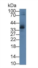 IL-1 alpha Antibody in Western Blot (WB)