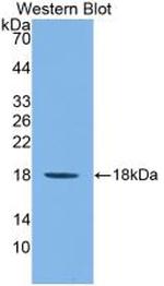IL1F9 Antibody in Western Blot (WB)
